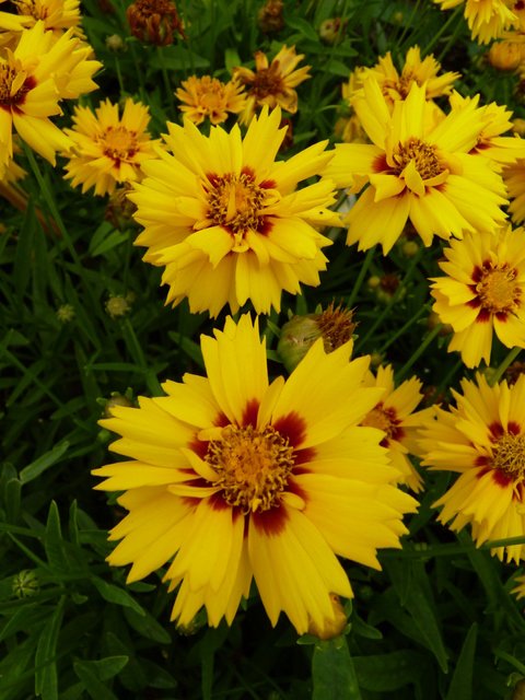 Coreopsis grandiflora 'Rising Sun' fleur